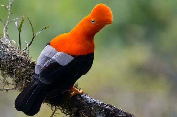Conocer los animales más exóticos de la selva peruana